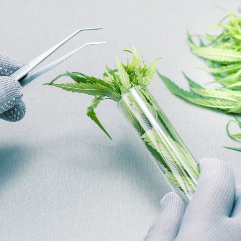 Découvrir le Potentiel du THC-PO Ouvre un Nouvel Horizon dans le Domaine du Bien-être et de la Santé !
