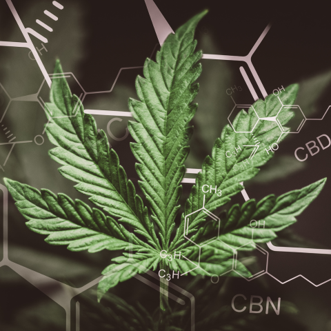 Libérez-vous du Stress et de l'Anxiété avec l'Huile de CBN Full Spectrum : Une Bouffée de Bien-Être Naturel