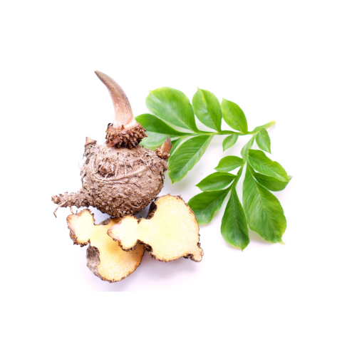 Le Konjac : Un Allié de Poids dans la Nutrition Sportive
