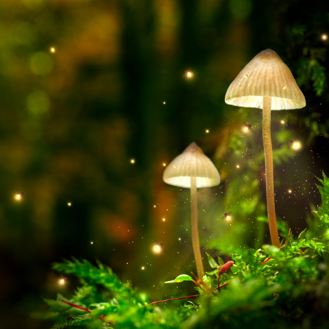La Puissance Cachée des Champignons Adaptogènes : Le Secret des Performances Sportives et de la Vitalité