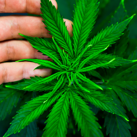 Qu’est-ce que les fleurs CBD (CBD flowers) ?