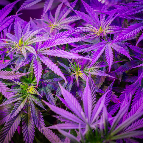 THC-JD : Libérez le Potentiel de Votre Bien Etre Intérieur pour un Lifestyle Epanouissant !
