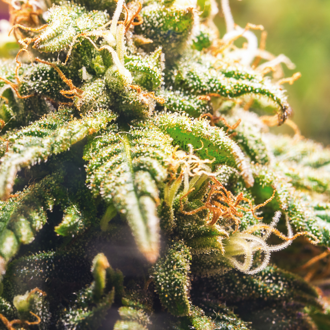 Fleurs CBD