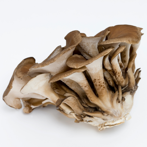 MUSHROOMS NO STRESS | Maitake - Reishi - Crinière de Lion - Cordyceps | 30 gélules